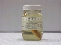 藏品(黃錫鯛)的圖片